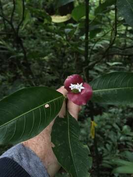 Image de Palicourea elata (Sw.) Borhidi