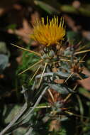 Image of Centaurea idaea Boiss. & Heldr.