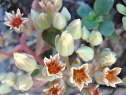 Sivun Sedum paradisum subsp. subroseum kuva