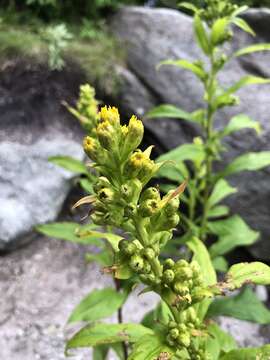 Solidago glomerata Michx. resmi