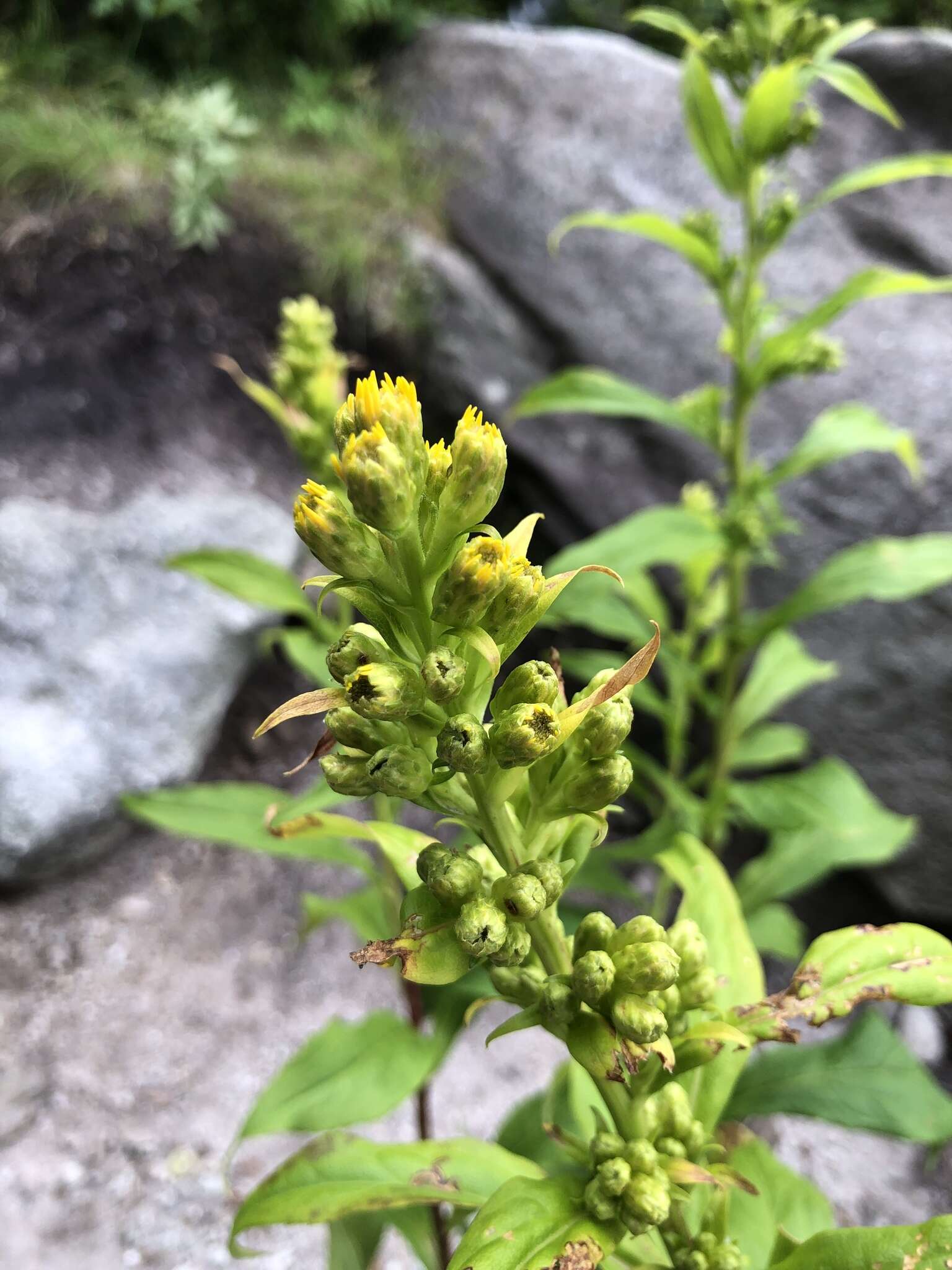 Solidago glomerata Michx. resmi