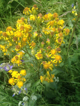 Senecio triangularis Hook.的圖片