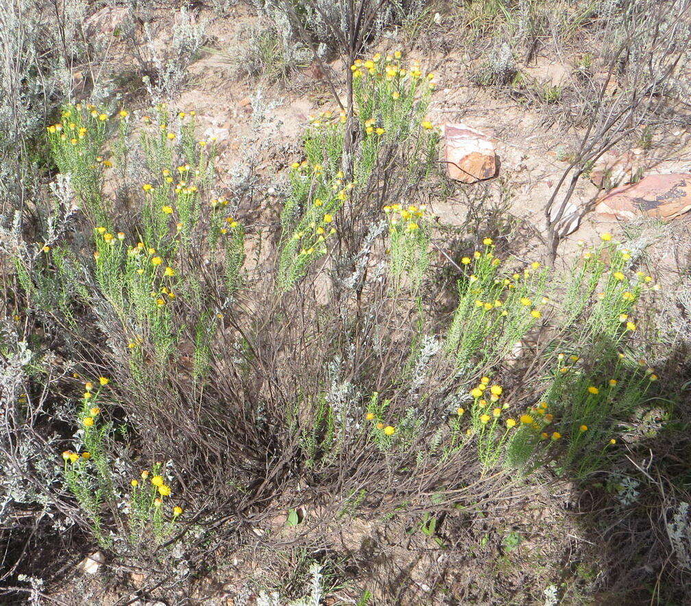 Слика од Chrysocoma ciliata L.