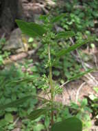 Image of Parietaria lusitanica subsp. chersonensis (Láng & Szov.) Chrtek