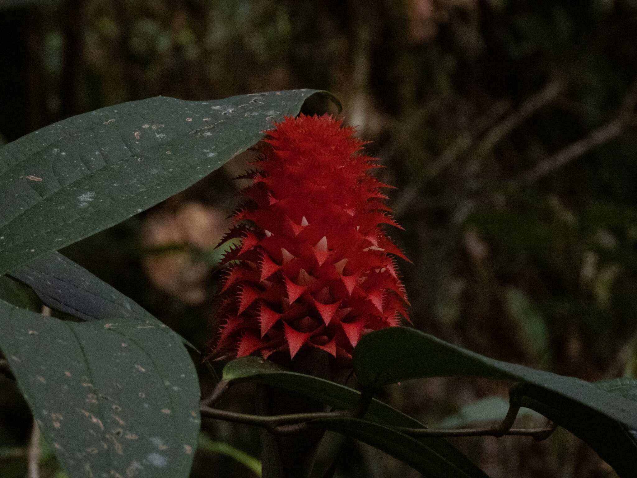 Image of Ronnbergia veitchii (Baker) Aguirre-Santoro