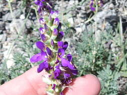 Image of purple dalea