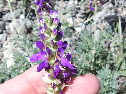 Plancia ëd Dalea lasiathera A. Gray