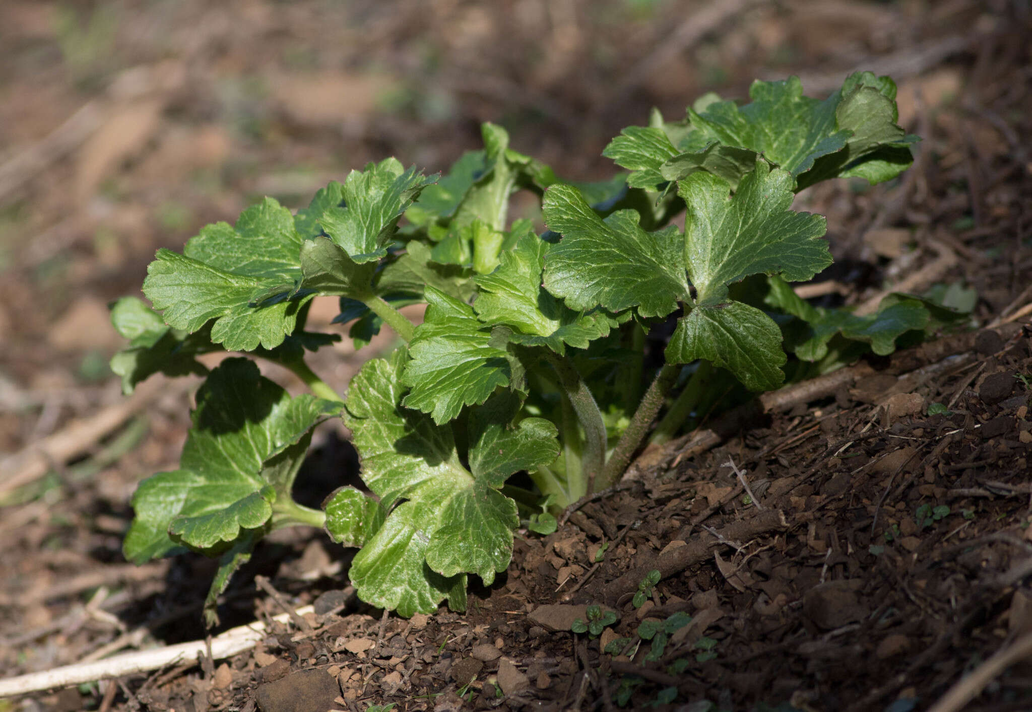 Image of Sanicula crassicaulis var. crassicaulis