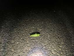 Image of Japanese broadwinged katydid