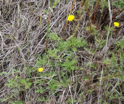 Image de Cotula discolor (DC.) J. C. Manning & Mucina