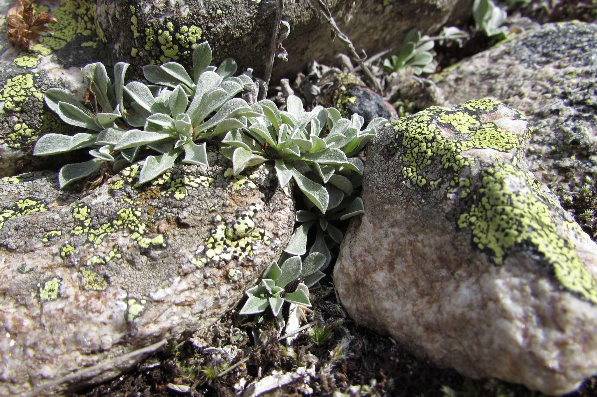 Image of Antennaria caucasica A. Boriss.