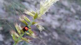 Coelophora biplagiata (Swartz 1808) resmi