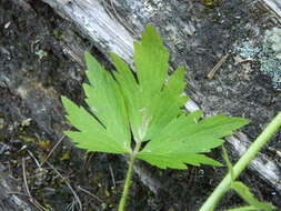 Imagem de Ranunculus pensylvanicus L. fil.