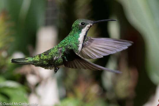 Image of Black-throated Mango