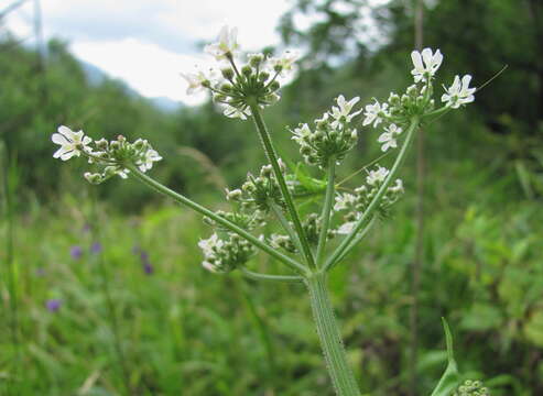 صورة Heracleum chorodanum (Hoffm.) DC.