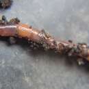 Image of European barkworm