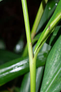 Image of Alpinia calcarata (Andrews) Roscoe