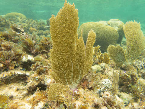 Image of Fire coral