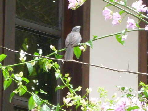 Image of Cinnamon-bellied Saltator