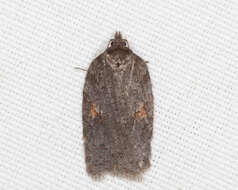 Imagem de Acleris hudsoniana Walker 1863