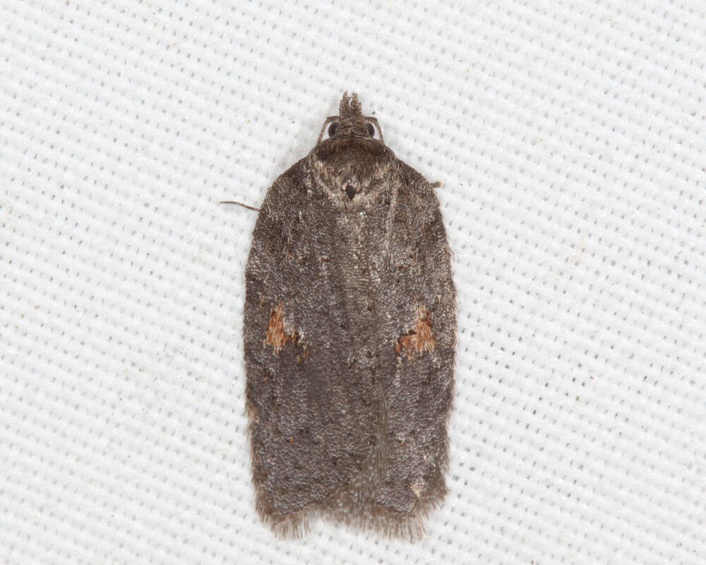 Imagem de Acleris hudsoniana Walker 1863