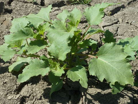 Image of Xanthium orientale subsp. riparium (Celak.) Greuter