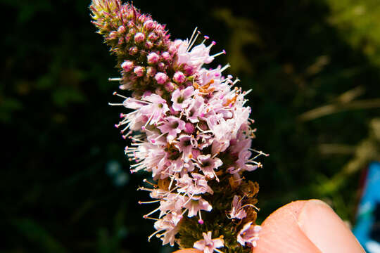 Imagem de Mentha rotundifolia (L.) Huds.