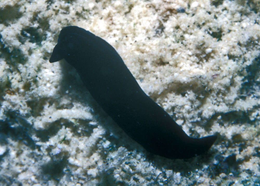 Imagem de Gymnodoris nigricolor Baba 1960