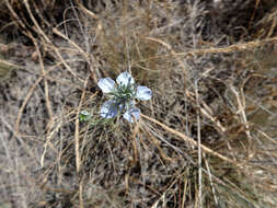 Image of black bread weed