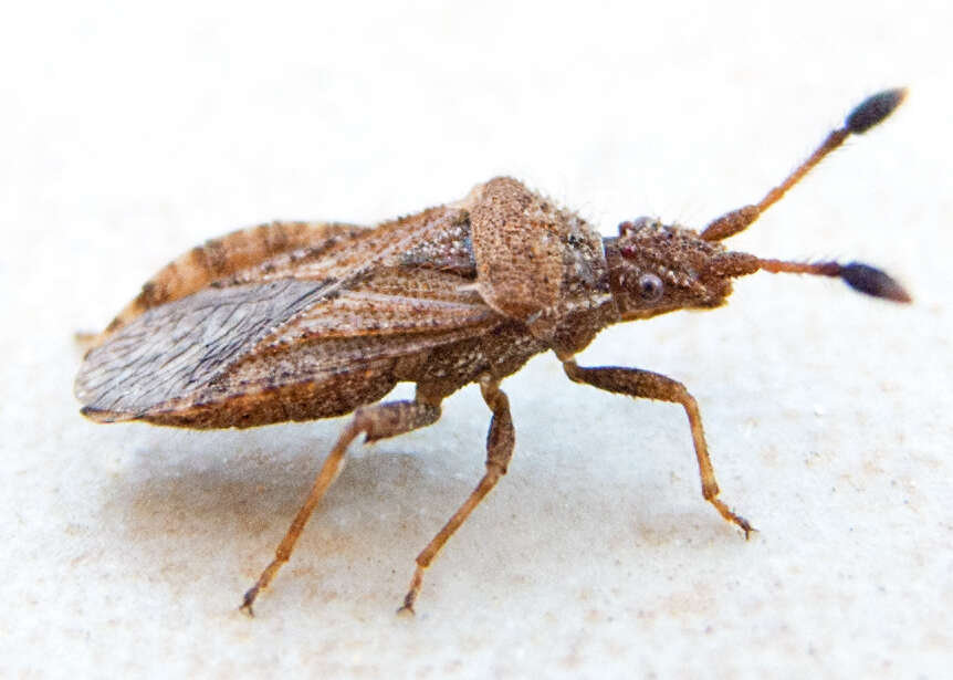 Image of Strobilotoma typhaecornis (Fabricius 1803)