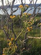 Image of rayless ragwort