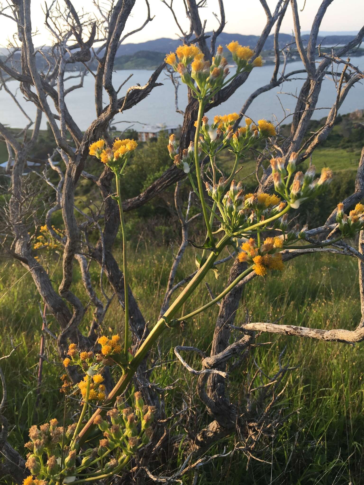 Image of rayless ragwort