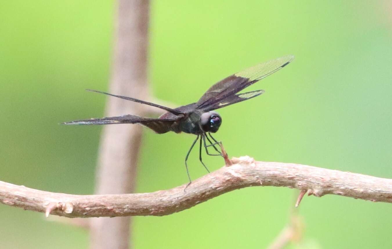 Image of Rhyothemis notata (Fabricius 1787)