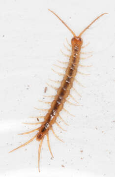 Image of Lithobius melanops Newport 1845