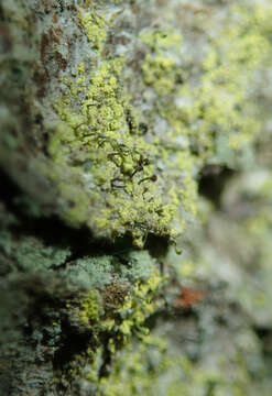 Image of needle lichen