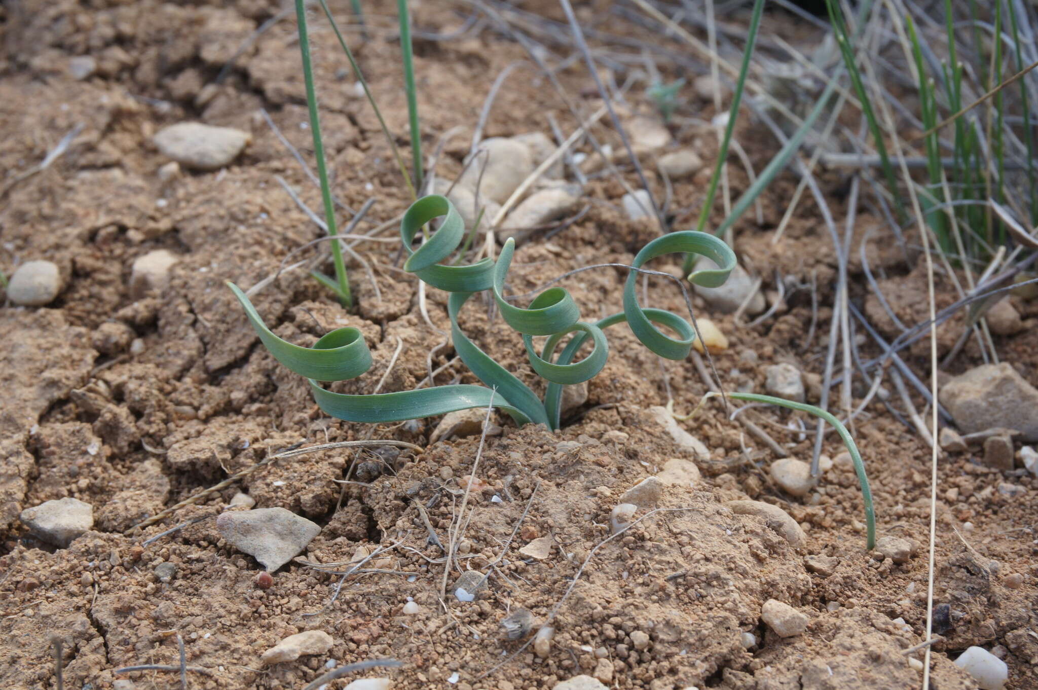 Image of Slender Sternbergia