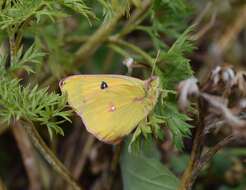 Image of Colias fieldii fieldii