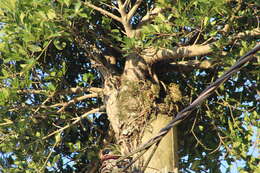 Image of Ficus luschnathiana (Miq.) Miq.