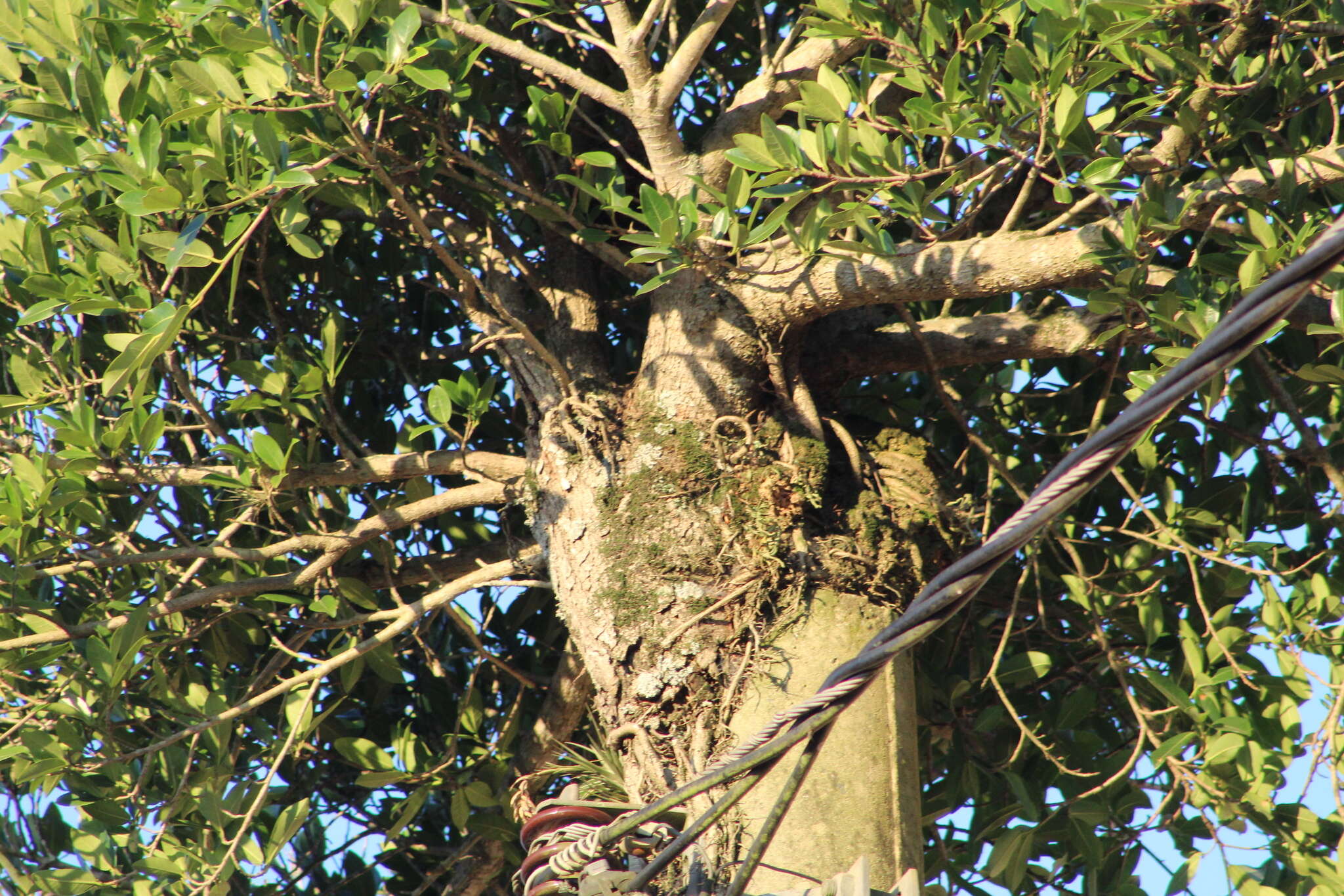 Image of Ficus luschnathiana (Miq.) Miq.