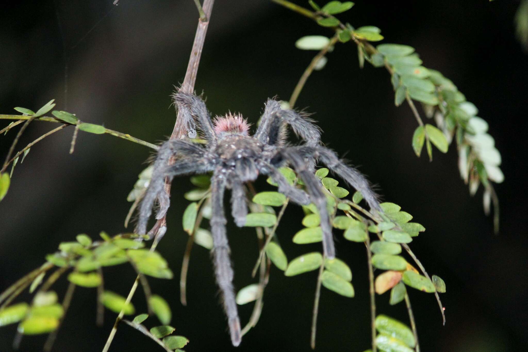 Image of Peruvian Flame Rump