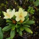 صورة Rhododendron aureum Georgi