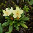 Image of Rhododendron aureum Georgi