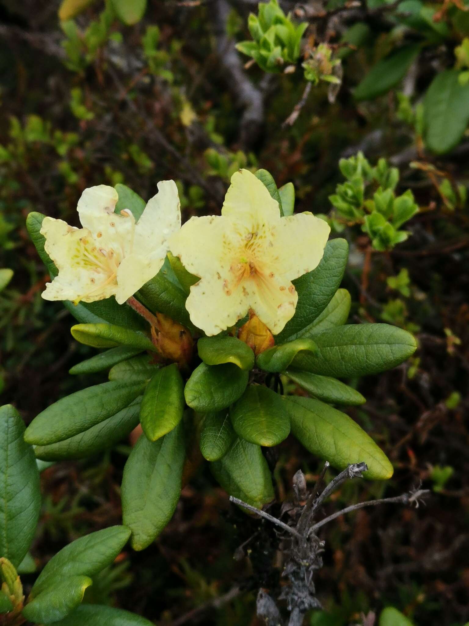 Image of Rhododendron aureum Georgi