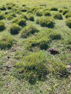 Image of tussock paspalum