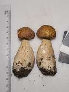 Imagem de Boletus nobilissimus Both & R. Riedel 2000