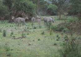 Image of Grant's zebra