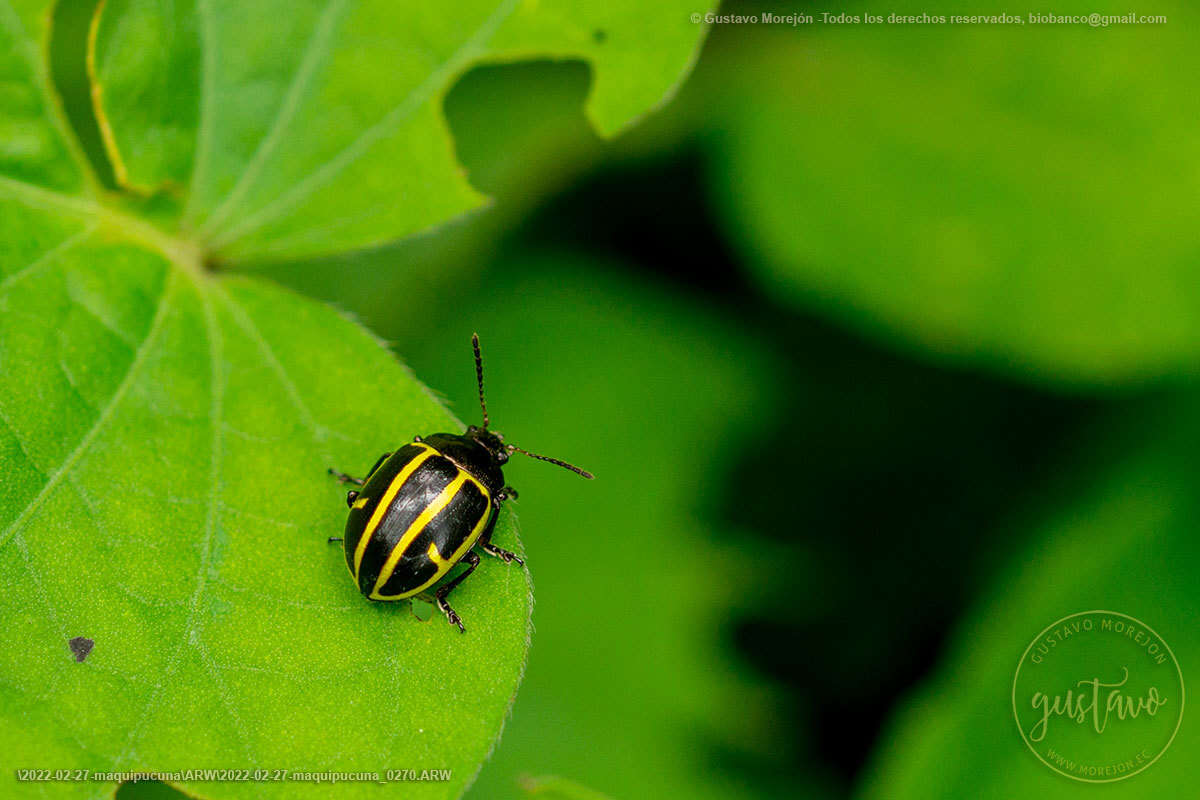 صورة Cosmogramma Erichson 1847