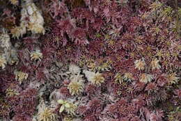 Sphagnum violascens C. Müller 1887的圖片