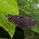 Image of Catasticta teutamis Hewitson 1860