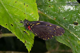 Imagem de Catasticta teutamis Hewitson 1860